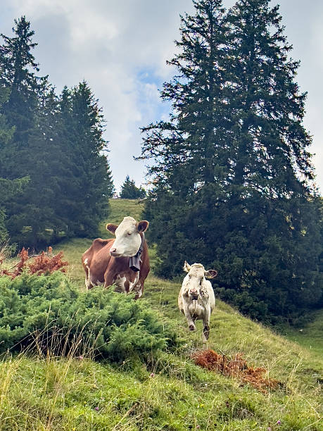 istock Two Cows Grazing on Green Mountain Slope 2228178742
