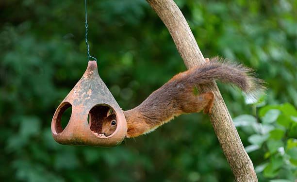 istock Squirrel on a bird feeder, Oslo Norway 2228179731