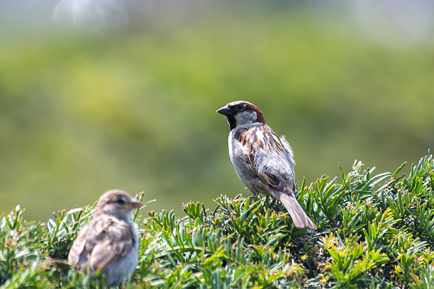 istock House Sparrows (Passer domesticus) on green shrubs in urban environment 2228180327