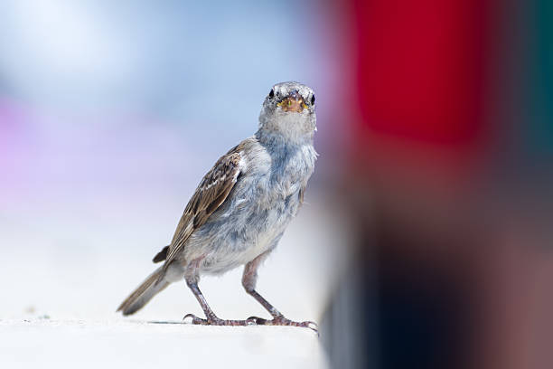 istock Juvenile House Sparrow (Passer domesticus) on an urban ledge, Paris 2228180376