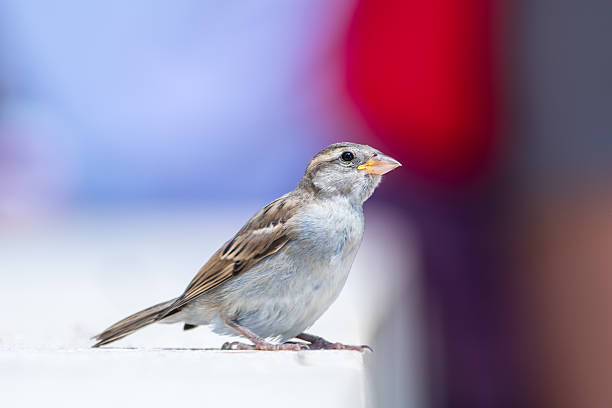 istock Juvenile House Sparrow (Passer domesticus) on an urban ledge, Paris 2228180404
