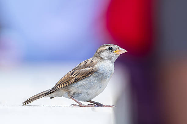 istock Juvenile House Sparrow (Passer domesticus) on an urban ledge, Paris 2228180405