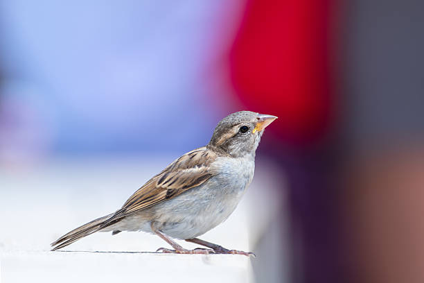 istock Juvenile House Sparrow (Passer domesticus) on an urban ledge, Paris 2228180412