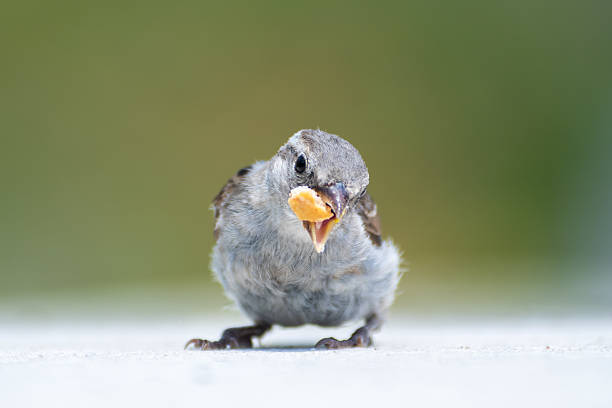 A juvenile house sparrow (Passer domesticus) seen holding and eating a piece of bread on a white urban surface in Paris, France. The bird’s yellow beak and fluffy plumage indicate its young age. A striking moment of urban wildlife interaction.