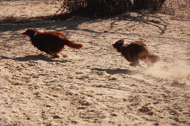 Two dogs are running in the sand. One is brown and the other is black. The dogs are running in opposite directions