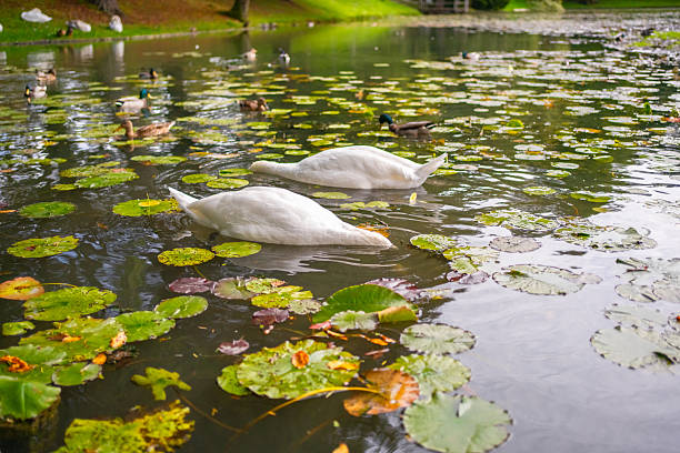 Two white swans on the pond hid their heads under water