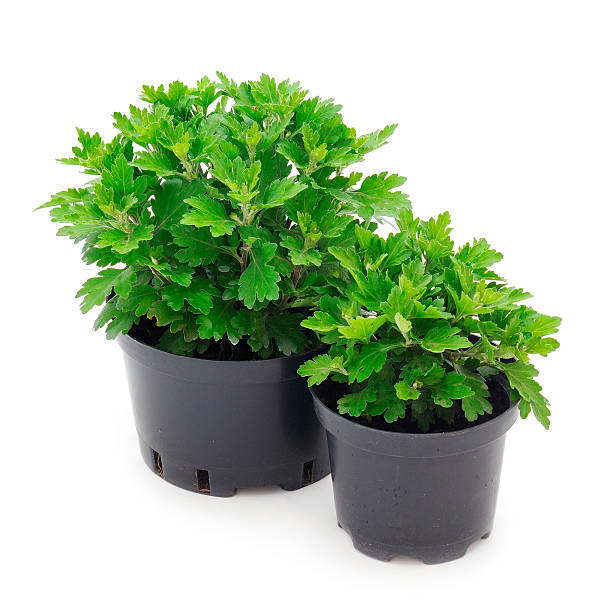 Seedlings of chrysanthemum in pot  isolated on white background.