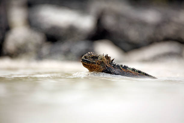 Marine Iguana (Amblyrhynchus cristatus hassi) in Water, only Head Sticking up. Tortuga Bay, Santa Cruz Island, Galapagos