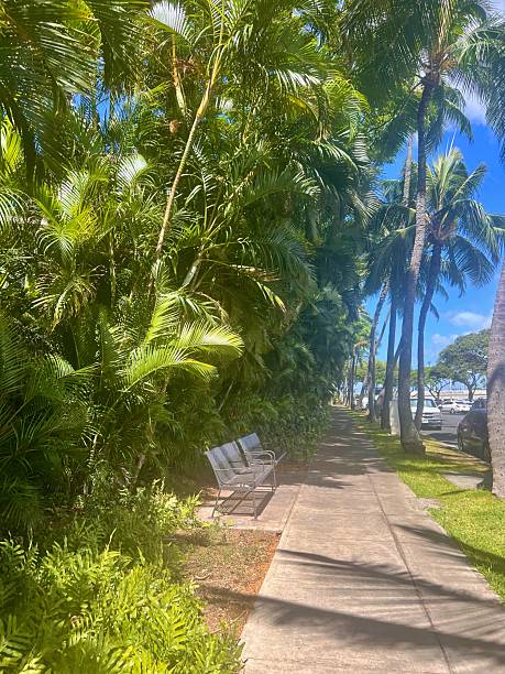 istock Tropical Palm Grove in Honolulu, Hawaii 2228183060
