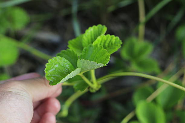Strawberry runners ready to make new plants
