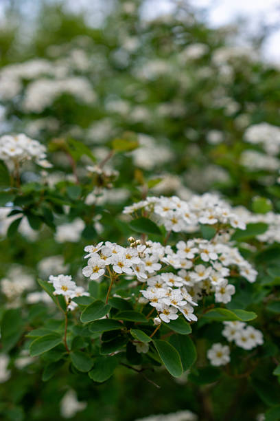 Clusters of small white spirea flowers with yellow centers bloom on a lush green shrub, captured in a natural garden setting. The image highlights the soft petals and textured foliage, with a gentle background blur that enhances the depth and seasonal atmosphere of springtime flowering.