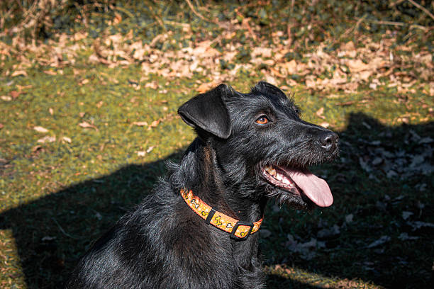 A black dog with wiry fur sits in a sunny outdoor setting, tongue out and eyes alert with joy. Wearing a bright orange collar with playful patterns, the dog appears content and engaged, likely enjoying time outdoors. The background features mossy grass and dry autumn leaves, creating a natural, warm atmosphere. This image is perfect for themes of pets, canine happiness, outdoor adventures, or animal companionship.