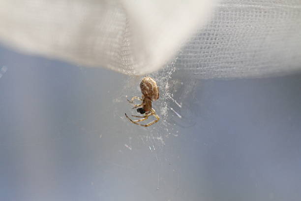 A close-up image of a small spider on a nearly invisible web, against a bright background. The spider has a light-colored, textured body and thin, translucent legs. The web appears delicate and is only slightly visible due to the lighting, which creates a soft, diffused effect. The positioning suggests the web may be in a natural setting.