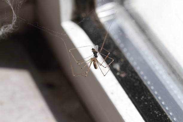 istock spider web in dark in nature in close up garden Pholcidae 2228185559