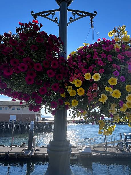 istock Petunia baskets decorate the Bellingham waterfront 2228185588