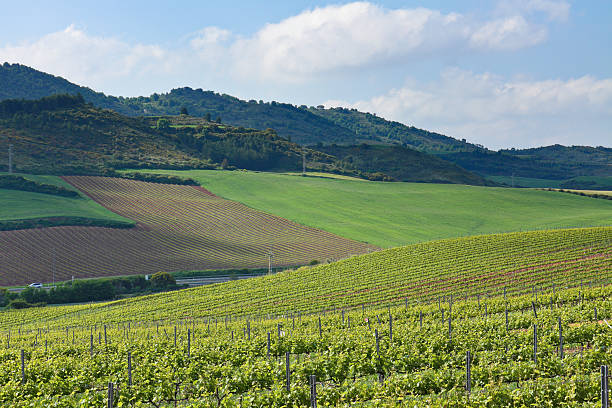 Rolling springtime vineyard landscape in Navarra, Spain, along the historic Camino de Santiago pilgrimage route.