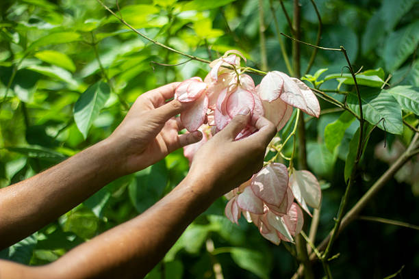 istock A man holds big white flower, and the background is blurred 2228187370