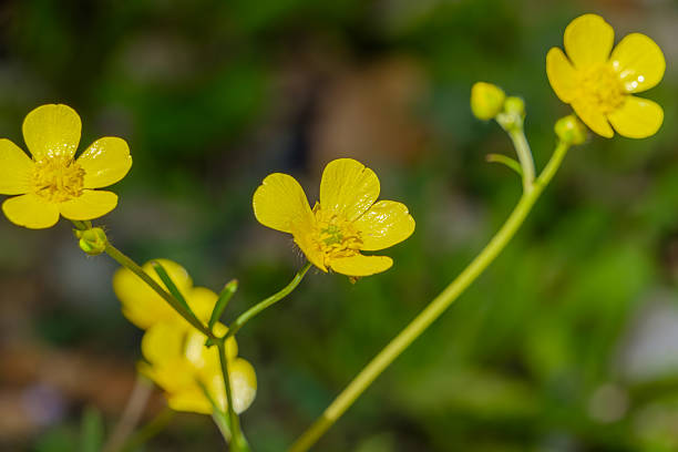 Glossy yellow buttercup flowers bloom delicately in the sunlight, standing out vividly against the blurred green background.