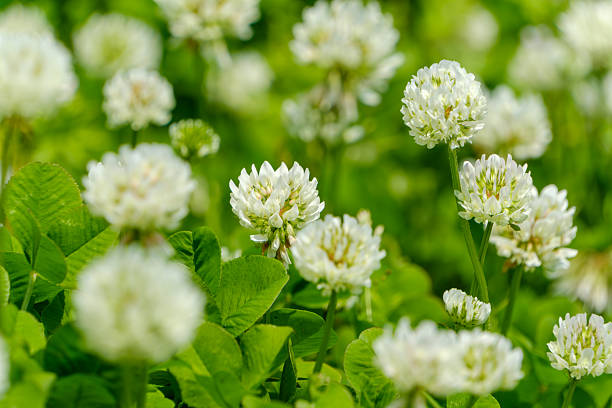 istock Field of Blooming White Clovers 2228189036