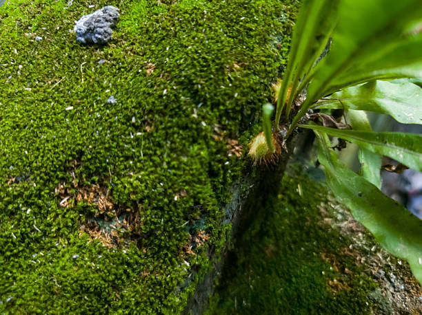 istock small green leaves, Vines, and plants, with their background blurred 2228189649