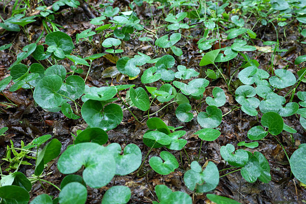 The ground is covered with green rounded leaves of wild ginger. They create a continuous carpet intertwined with last year's leaves. The photo conveys the atmosphere of the forest, nature, and life after the rain.