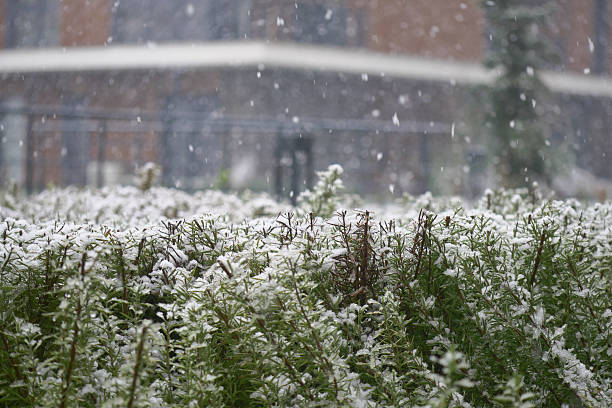 istock Snowfall covers green plants in a city landscape during winter 2228191437