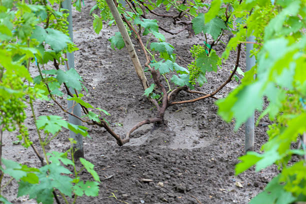 Young grape shoots with the first, still green bunches growing from the ground. A blurred foreground of green leaves creates depth and focuses on the new shoots.