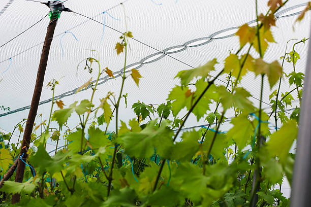 Young grape shoots with green leaves growing under a special net. Some leaves have already taken on a yellow tint, indicating the beginning of the autumn season or maturity.
