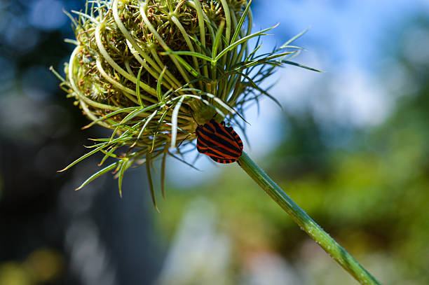 Striped shield bug on wild carrot flower head, close-up in natural sunlight. Macro view of insect in summer garden.