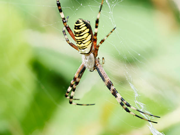 istock Macro view of female wasp spider (Argiope bruennichi) on web 2228193947