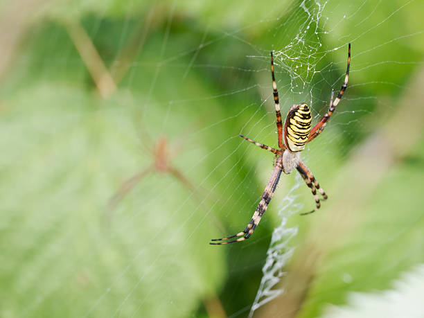 istock Wasp spiders (Argiope bruennichi) – female and male on orb web 2228193970