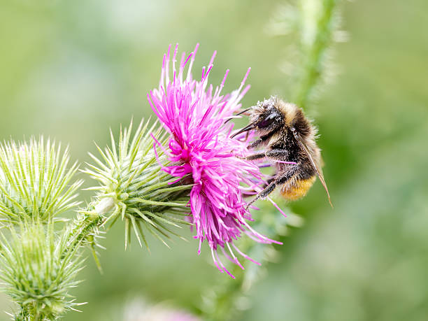 istock Red-tailed bumblebee (Bombus lapidarius) female foraging on thistle flower 2228193999