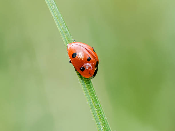 istock Seven-spot ladybird (Coccinella septempunctata) climbing green plant stem 2228194061