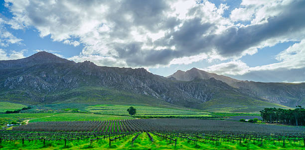Rows of grape vines roll over hills under a beautiful blue sky with white clouds, as sun rays break through to illuminate the scenic landscape in Worcester, South Africa