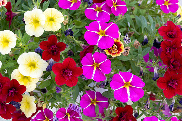 istock Colorful petunia flowers 2228194315