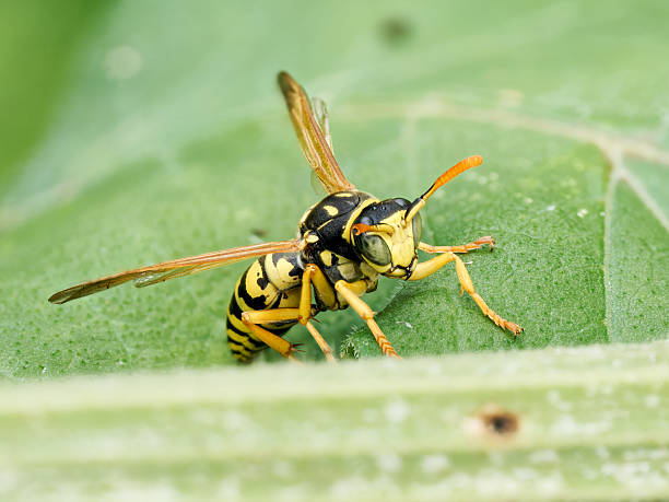 istock Polistes dominula paper wasp on a green leaf – macro frontal view and side profile 2228194347