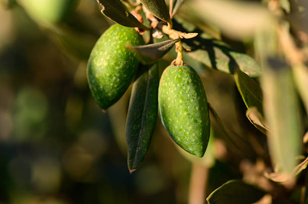 Close-up of fresh green olives growing on olive tree branches under bright summer sun in Cyprus.