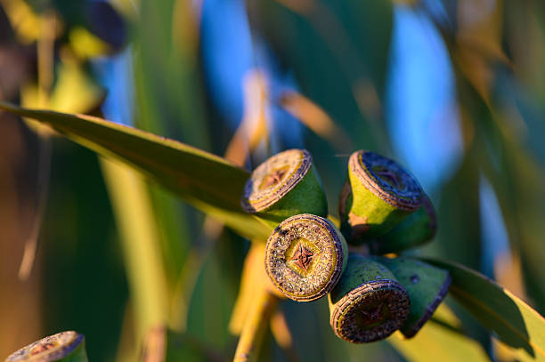 Eucalyptus Seed Pods on Branches in Sunlight, Cyprus