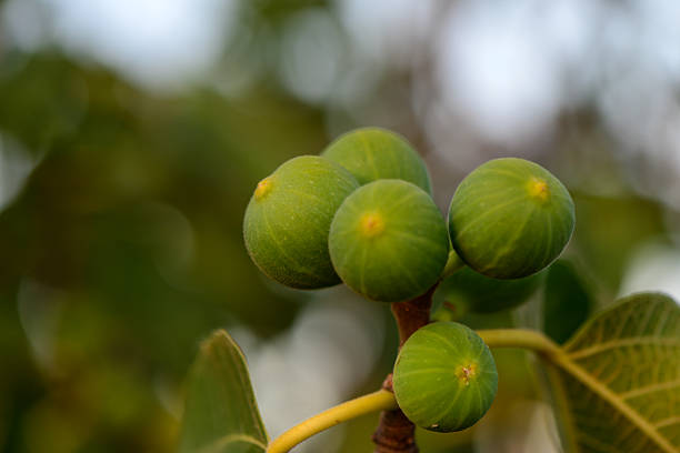 clipping path included. Bisected ripe red and sweet fig.