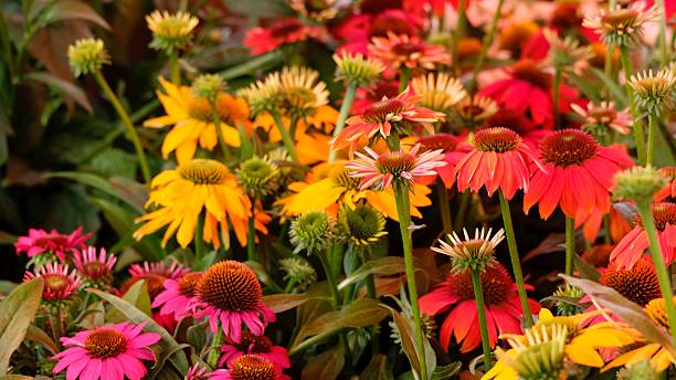 istock Flowering coneflower (Echinacea) in various colors 2228195594