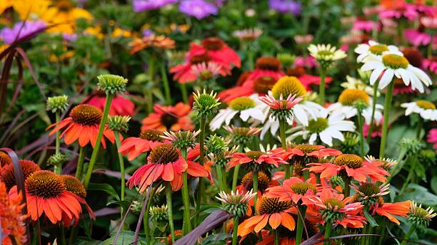 istock Flowering coneflower (Echinacea) in various colors 2228195626