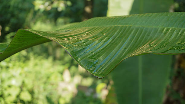 istock Banana Leaf in the Garden 2228195778