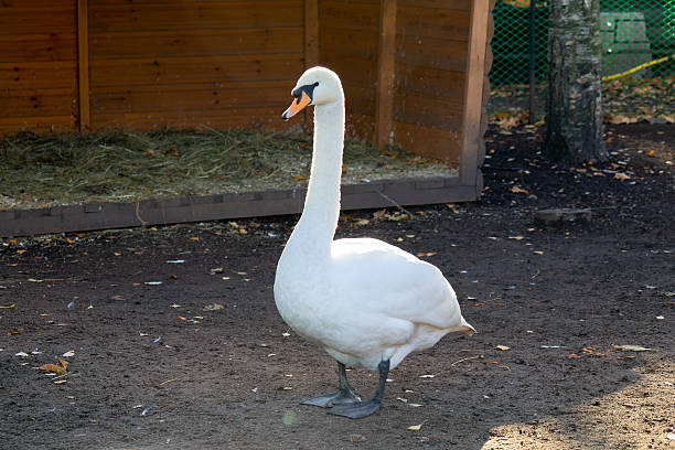 istock White swan stands in a dirt field 2228195975