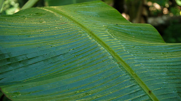 istock Banana Leaf in the Garden 2228196361