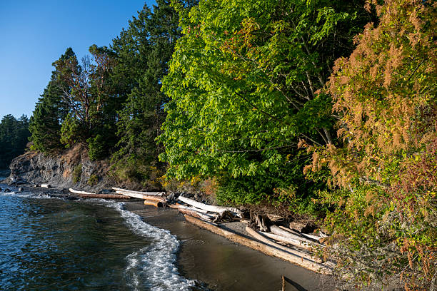 Wild beach and forest,, Gulf Islands, B.C.