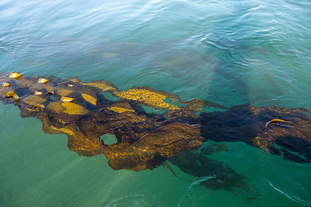 Aerial view of kelp forest in ocean, Pender Island, Gulf Islands, B.C.
