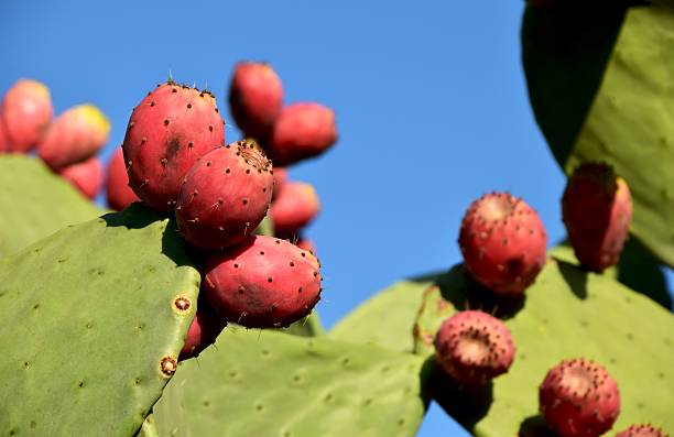 istock Prickly pear cactus with fruits. 2228198523