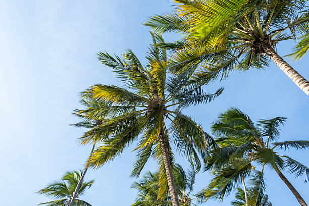 istock Palm trees photographed from below against the sky. 2228198648