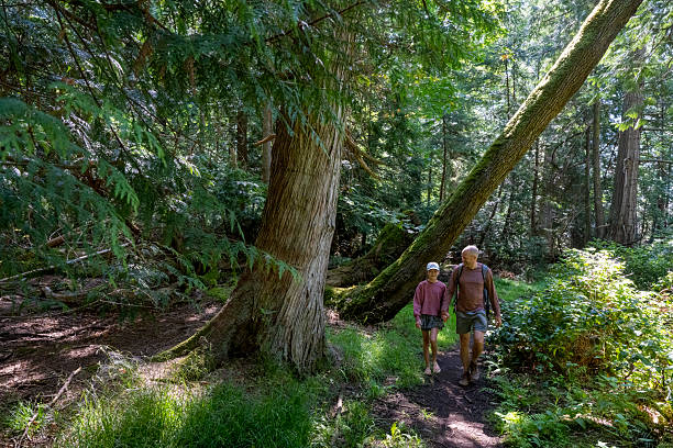 istock Father and daughter walk on trail in forest, Gulf Islands 2228199583