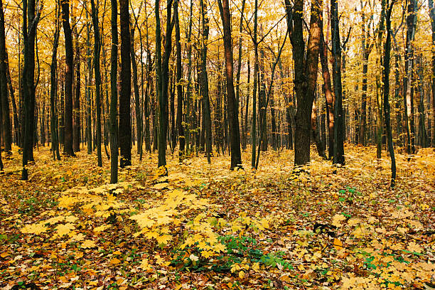 Golden autumnal forest with sunbeams